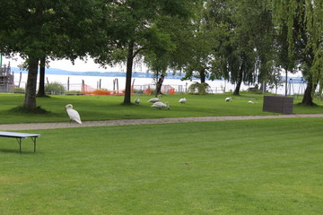 Fototapeta premium a swan ashore on a green area at Lake Constance