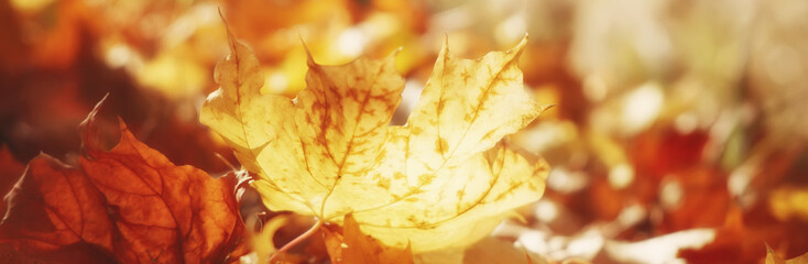 Autumn floral image. Red and yellow foliage of maple in the sunlight. Autumnal branches in nature. panoramic view, copy space.