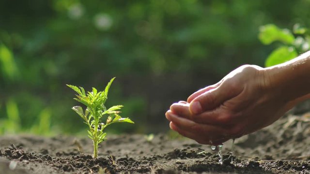 Farmer's hand watering young green plant tree, super slow motion. Care of new life - watering young plant. Plant growing on soil with hand watering over sunlight and green background