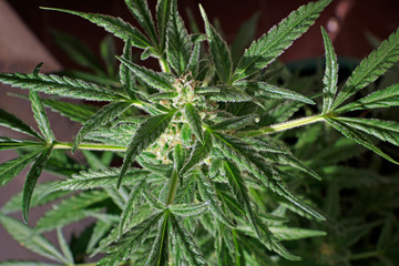 Blooming cannabis bud