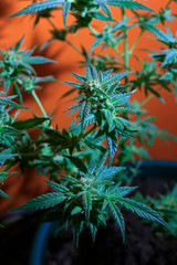 Blooming cannabis flowers