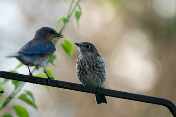 Eastern Bluebird