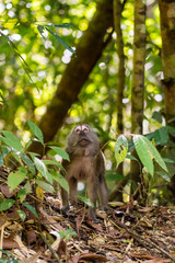 Małpa w dżungli. Khao Sok Park Narodowy, Tajlandia - obrazy, fototapety, plakaty