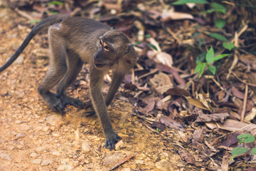 Małpa w dżungli. Khao Sok Park Narodowy, Tajlandia