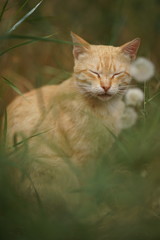 Naklejka na ściany i meble Ginger tabby cat sitting in grass with fluffy dandelion flowers,