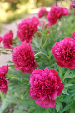 red peonies on a summer day.