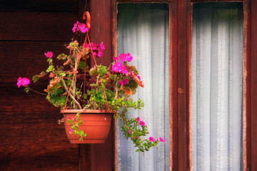 Fototapeta na wymiar Flower pot hanging by the window
