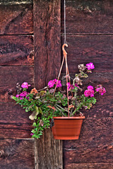 Fototapeta na wymiar Flower pot on the wooden wall
