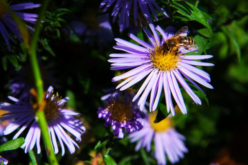 Bee on the flower