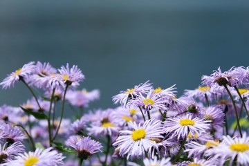 purple flowers on background of blue lake