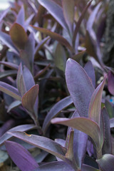 purple leave on garden