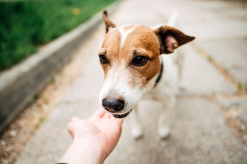 Jack Russell Terrier in the park outdoors, dog playing with man.