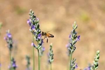 Bee on a lavender flower