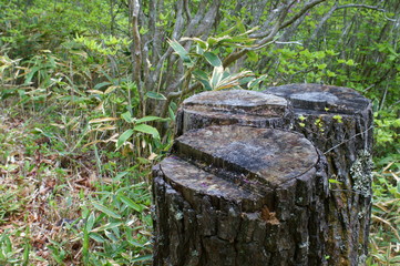 Fototapeta premium autumn, background, bark, brown, cut, dark, ecology, fantasy, field, foliage, forest, garden, grass, green, landscape, lawn, leaf, life, log, logging, material, moss, mountain, natural, nature, old, o