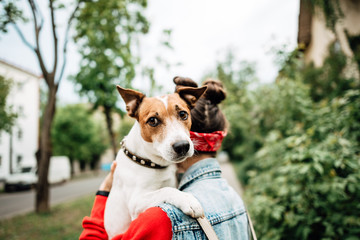 Jack Russell Terrier in the park outdoors, dog in the arms of man