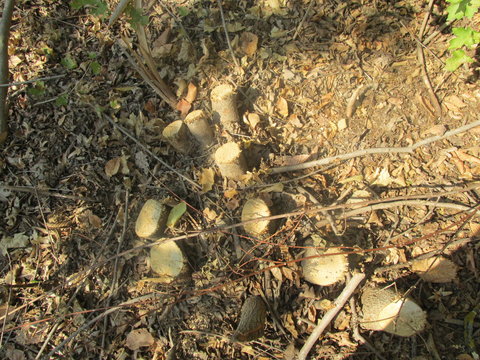 Stumps of Cut Trees in the Codru Forest in Moldova