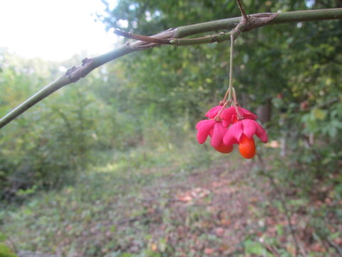 Flowers on a Branch in the Codru Forest in Moldova