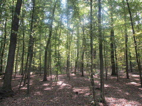 Inside the Codru Forest in Moldova