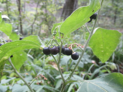 Berries in the Codru Forest in Moldova