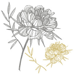 Peony flower and leaves drawing. Hand drawn engraved floral set. Botanical illustrations. Great for tattoo, invitations, greeting cards.