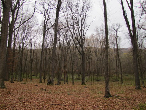 The Codru Forest in Moldova in Autumn
