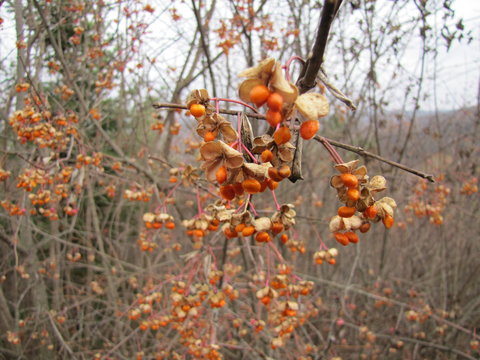 Fruits on a Branch in the Codru Forest in Moldova