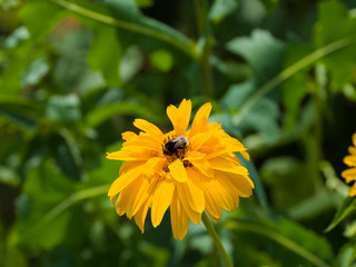bee on flower
