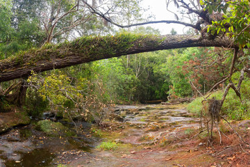 Streams without water in the deep forest on winter