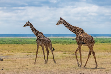 Wild giraffes walking in the savannah in Tanzania, beautiful panorama