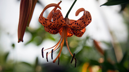 Tiger lily. Orange lily color attracts insects. Decorative, selection flower. Bright and very attractive, motley flower.