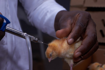 hatchery, poultry, livestock, chicks, chicken, broiler, eggs