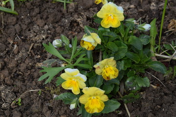 Yellow viola flower in my garden