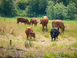 herd of cows grazing in the field