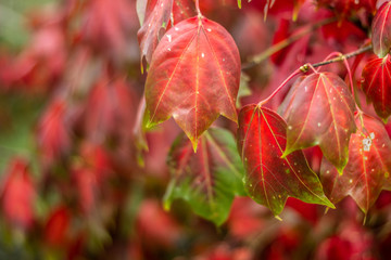 Beautiful red maple leaf on autumn season, Maple leaves with blur background