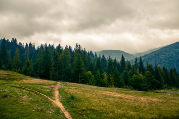 Fototapeta na wymiar Morning in Carpathians mountains, Ukraine with path, forest and clouds