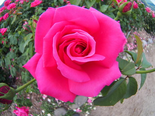 Beautiful red rose Botanical garden