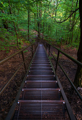 Obraz premium Steps in the forest 
