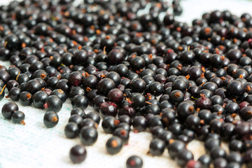 Fresh harvested blackberry on textured towel.