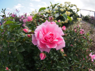 Beautiful red rose Botanical garden
