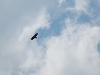 Falco