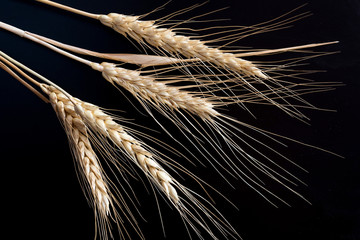 Ears of wheat on black background.