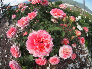 Beautiful red rose Botanical garden