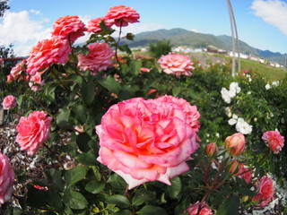 Beautiful red rose Botanical garden