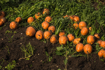 Harvesting carrots. Autumn harvest. Round root vegetables.