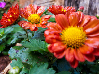 Flores, plantas coloridas primavera jardim 