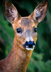 portrait of a female deer