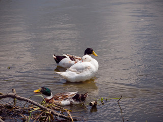 ducks in pond