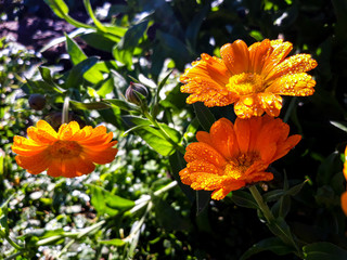flores bonitas, primavera, jardim, várias cores 