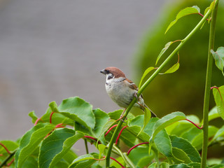 robin on a branch