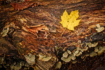 Autumn Leaf on Tree Trunk